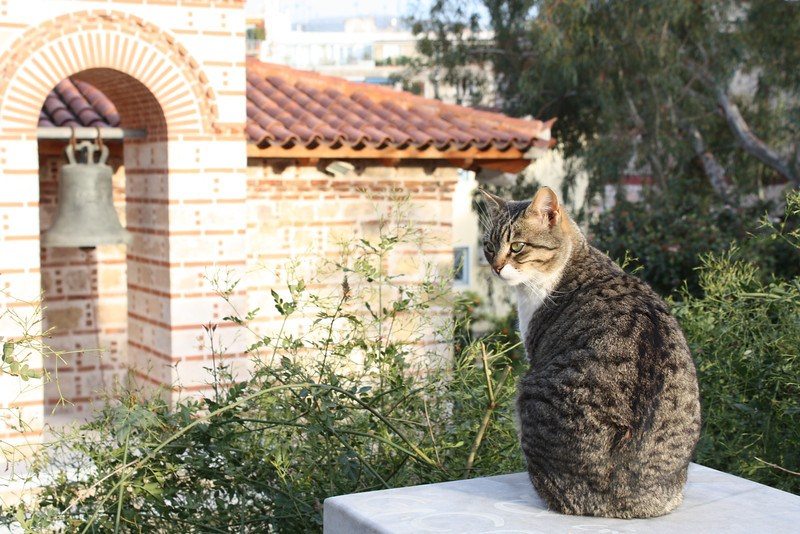 Traveling Greece: Cat-in-Athens