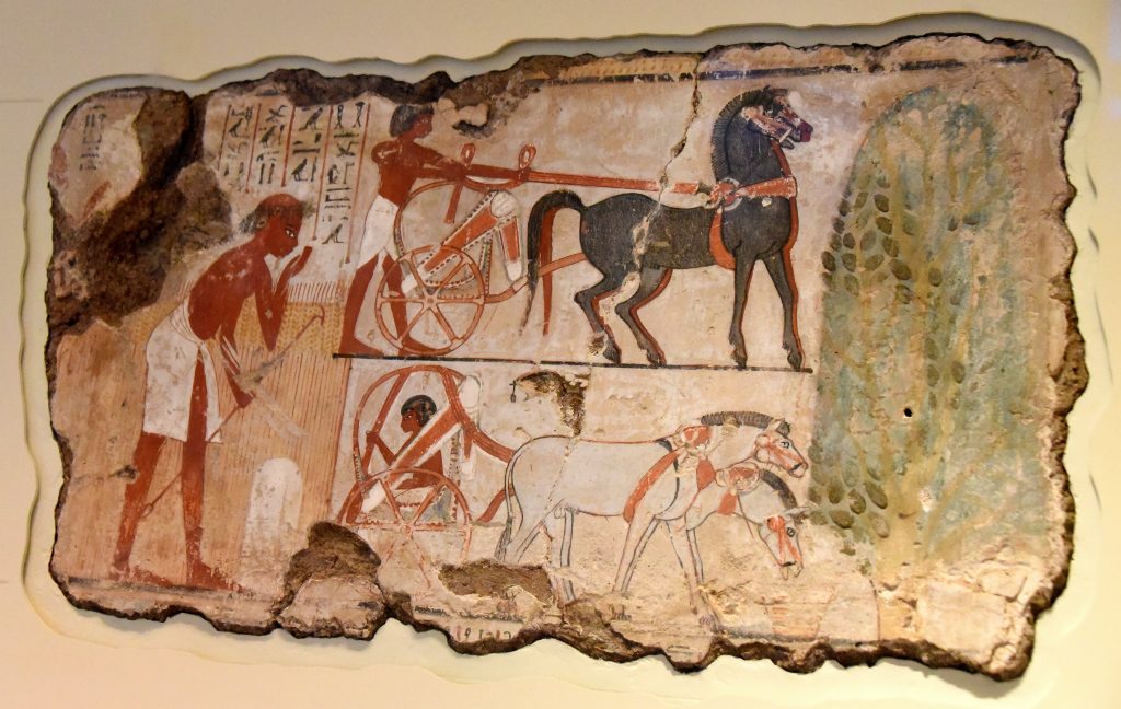 Surveying the field for Nebamun. This scene from the tomb-chapel of Nebamun shows officials inspecting fileds. A farmer checks the boundary marker of the field. Nearby, 2 chariots for the party of officails wait under the shade of sycomore-fig tree. Photo © Osama S. M. Amin. 