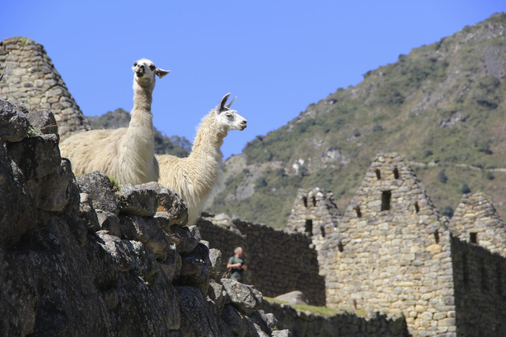 Two llamas on a surviving Inca architecture stone structure at Machu Picchu. Photo © Caroline Cervera.